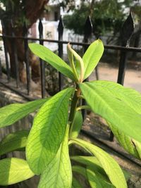 Close-up of fresh green plant