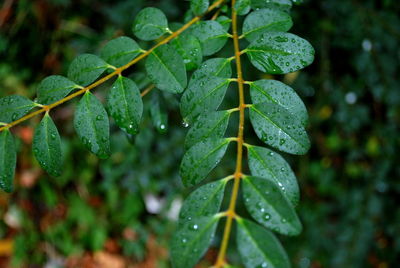 Close-up of raindrops on leaves