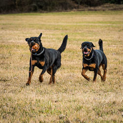 Black dog running in grass