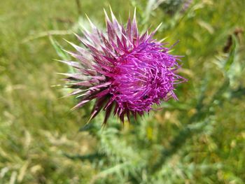 Close-up of purple thistle flower