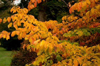 Close-up of autumn leaves