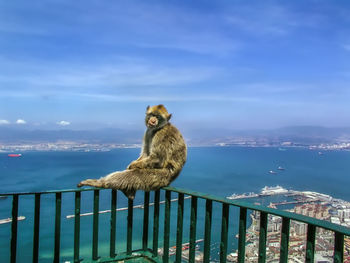 Cat sitting on railing against sea