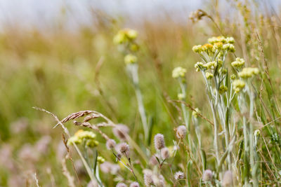 Close-up of insect on flower