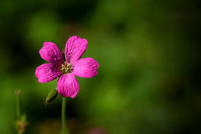 Close-up of pink flower on field