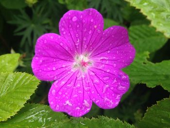 Close-up of water drops on pink flower blooming outdoors