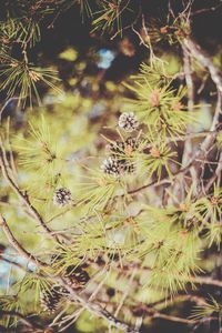 Close-up of plants