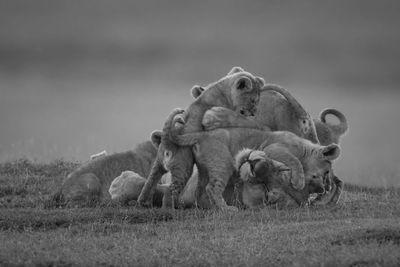 Mono lioness covered in cubs on savannah