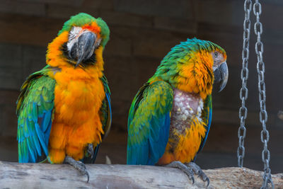Gold and blue macaws perching on wood