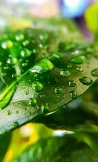 Close-up of wet leaves