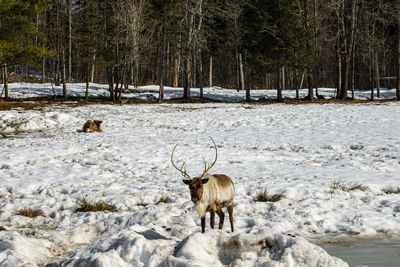 Deer in a snow