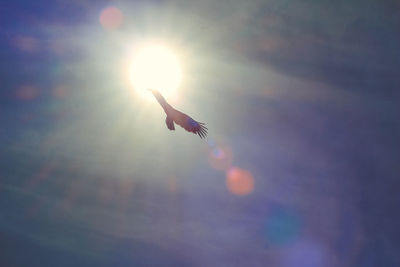 Low angle view of bird flying against sky