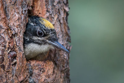 Close-up of bird perching on tree trunk