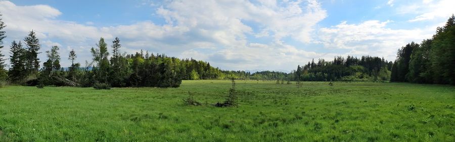 Panoramic view of trees on field against sky