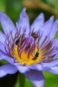 Close-up of bee pollinating on purple flower