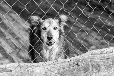 Portrait of a dog