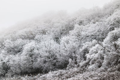 Trees on snow covered land