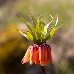 Close-up of orange flowering plant