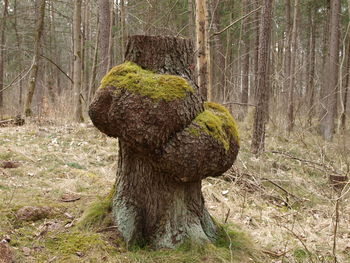 Close-up of tree trunk in forest