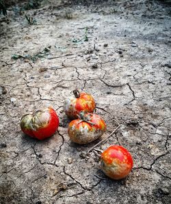 High angle view of fruits on ground