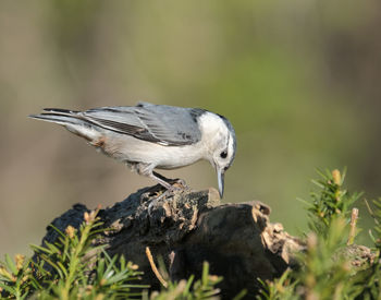 Close-up of bird perching on wood