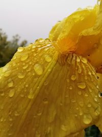 Close-up of wet yellow leaf on rainy day