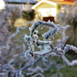 Close-up of frozen frost