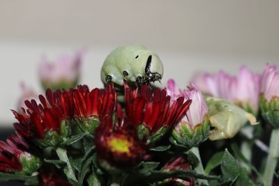 Close-up of bee on flower