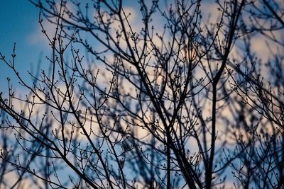 Low angle view of bare trees against sky