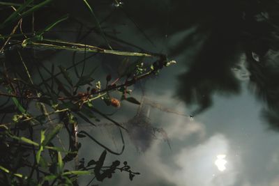 Close-up of plants against sky