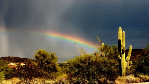 Rainbow over trees