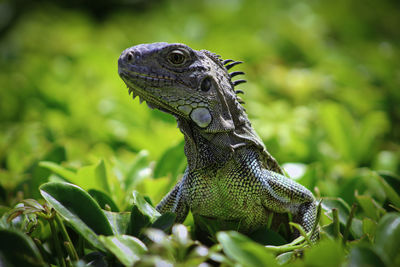 Close-up of a lizard