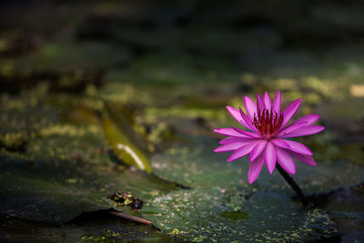 Close-up of water lily in pond