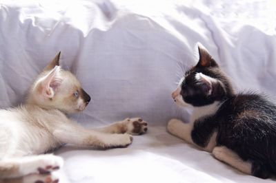 Cats relaxing on bed