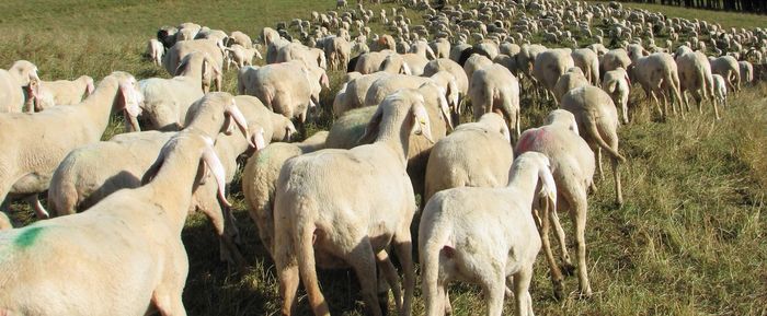 Panoramic view of sheep on field
