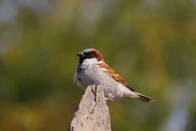 A young sparrow perching a rock , india