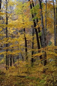 Close-up of trees against sky