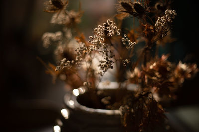 Backlited flowers in vase on the table in sunset time