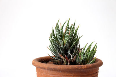 Close-up of cactus plant in pot