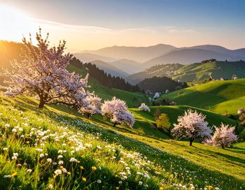 landscape