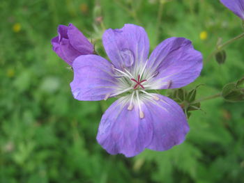 Close-up of purple flowering plant, meadows cranesbill