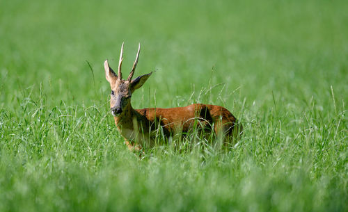 View of deer on field