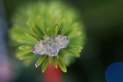 Close-up of flowers