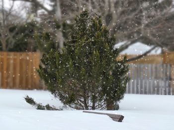 Trees on snow covered field