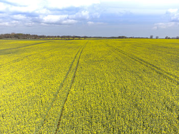 Scenic view of field against sky