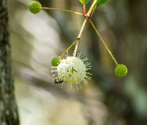 plant