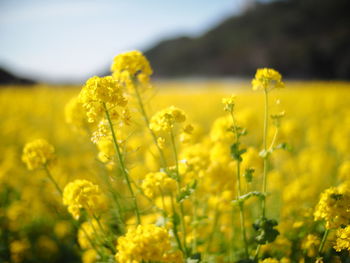 Yellow flowering plants on field