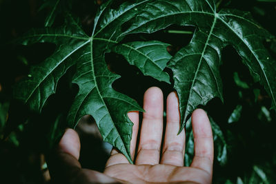 Close-up of hand holding leaves