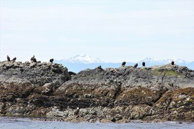 A flock of eagles waiting for their prey