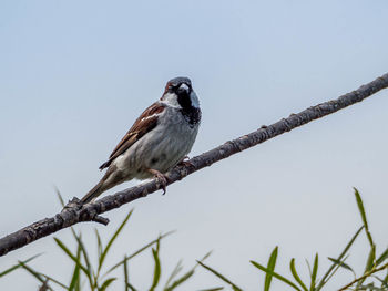 Low angle view of bird perching on branch against sky