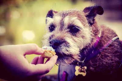 Close-up of hand feeding small dog